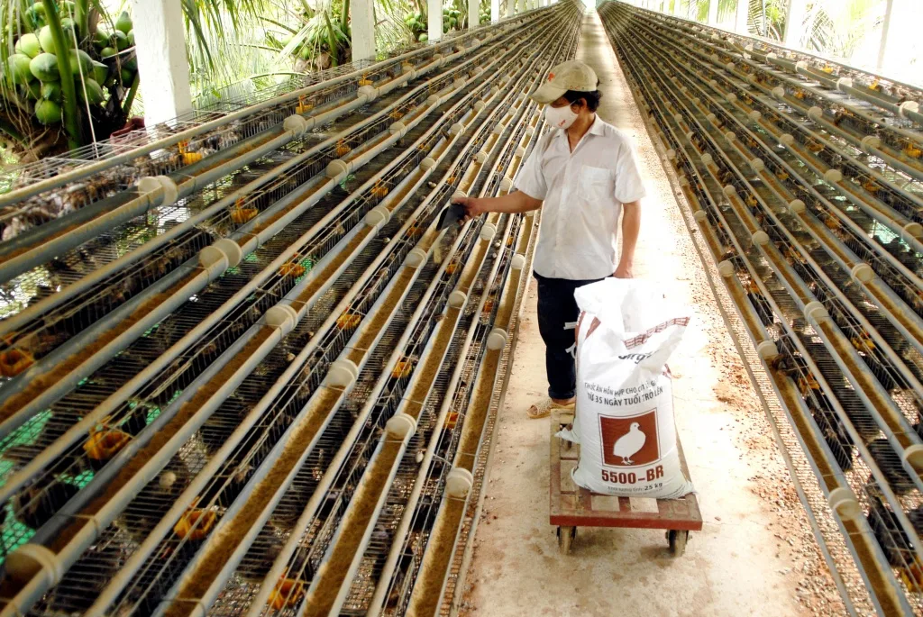 Chuồng lồng nuôi chim cút đẻ trứng với máng ăn máng uống đầy đủ dinh dưỡng