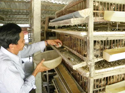 Thu gom trứng chim cút vỏ mỏng từ khay hứng để bảo quản và đem ấp