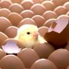 Ấp trứng gà có cần quan tâm đến độ ẩm hay không?