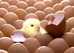 Ấp trứng gà trong thời tiết nắng nóng như thế nào để không bị ung?