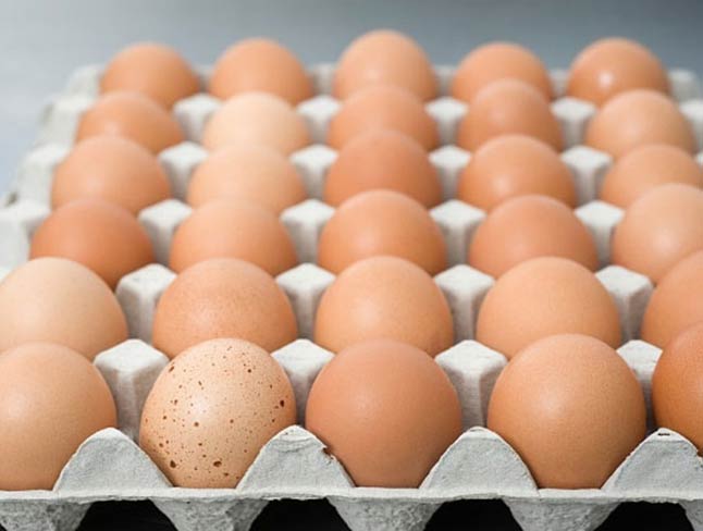 Image result for bảo quản trứng