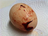Image result for trứng gà dính máu