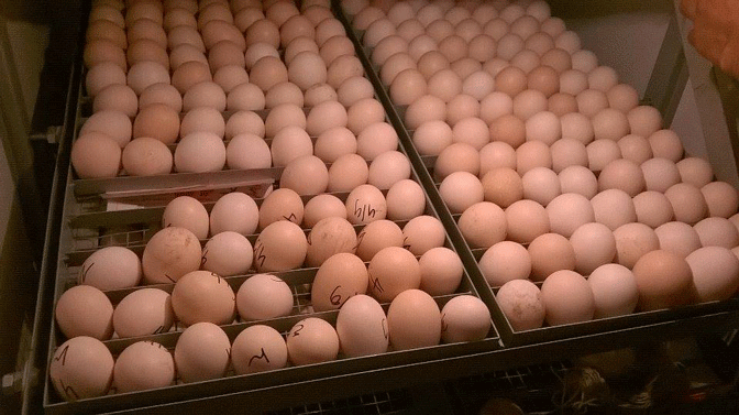 Image result for trứng gà ấp 10 ngày