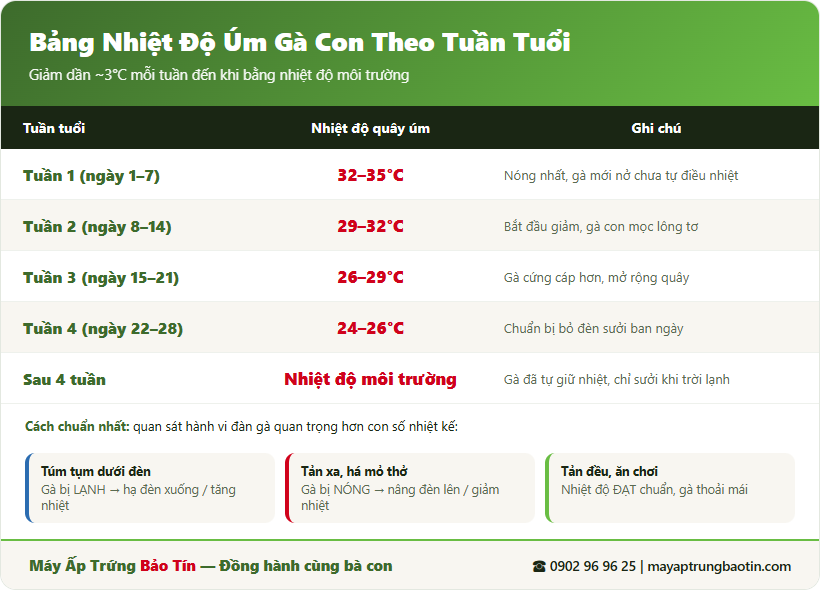 Bảng nhiệt độ úm gà con theo tuần tuổi chuẩn kỹ thuật - Bảo Tín