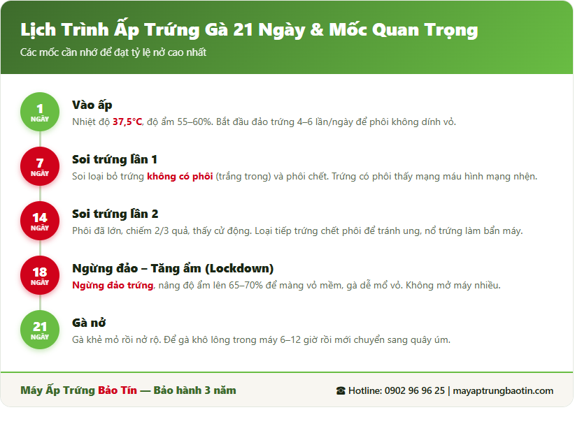 Lịch trình ấp trứng gà 21 ngày và các mốc soi trứng, lockdown quan trọng - Bảo Tín