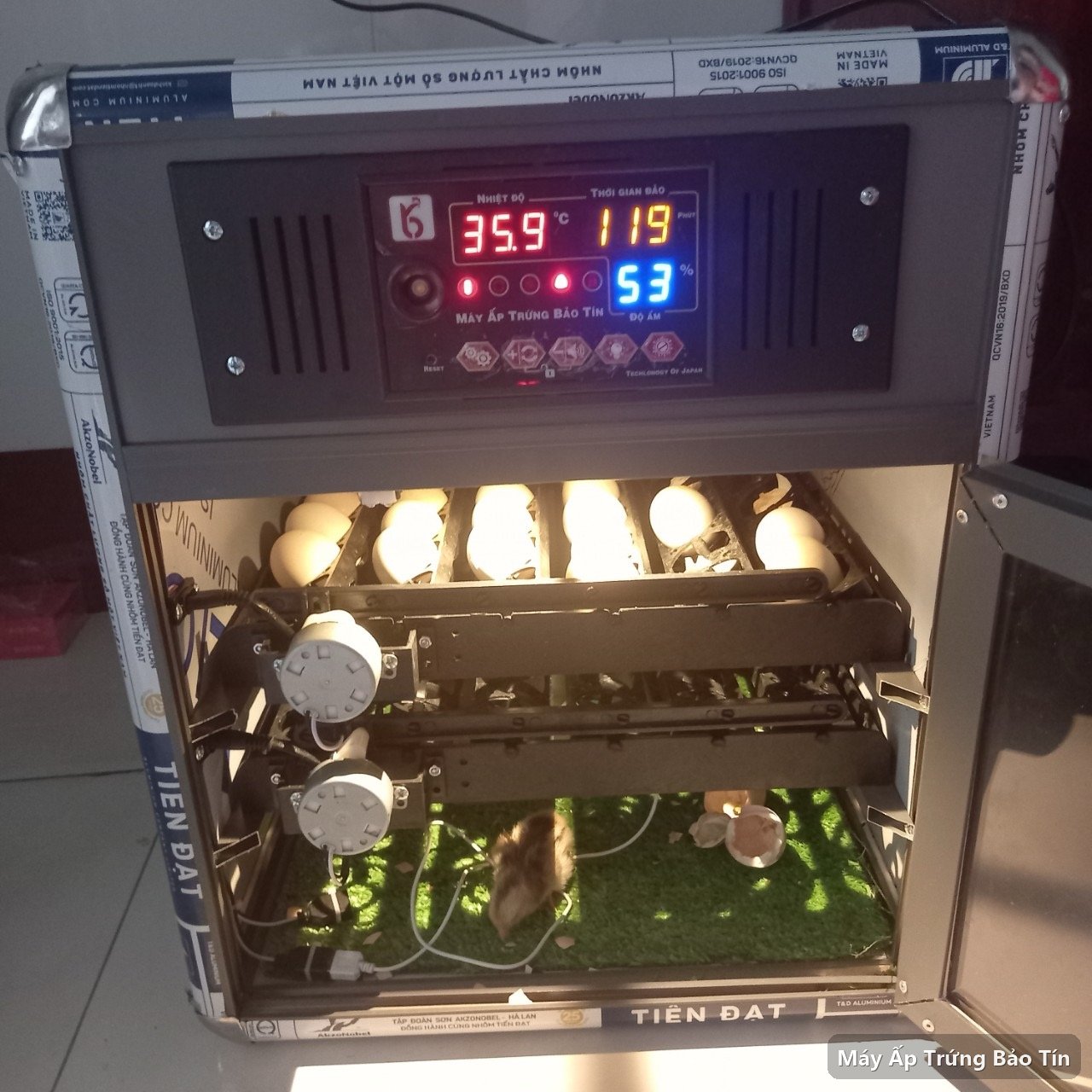 Máy ấp trứng Bảo Tín PLUS-132 đang ấp 35,9 độ C với khay trứng đầy và gà con mới nở bên dưới