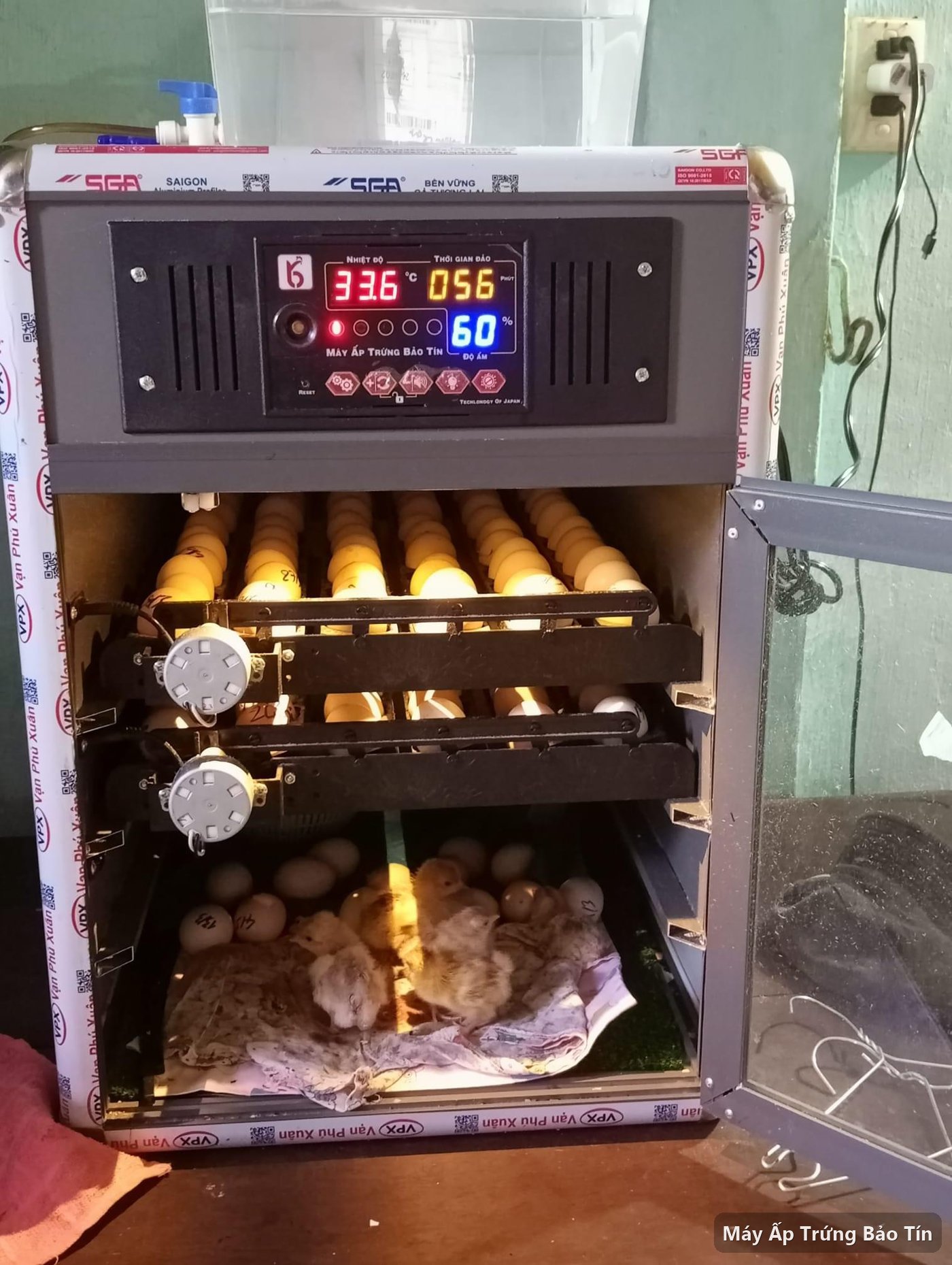 Máy ấp trứng Bảo Tín PLUS-198 mở cửa cho thấy khay trứng đang ấp và đàn gà con vừa nở, bảng hiển thị 33,6 độ C