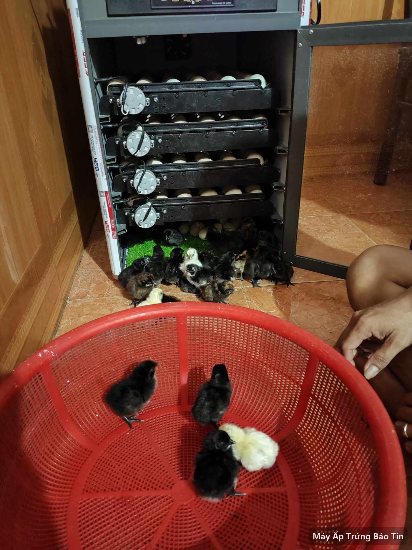 Đàn gà con mới nở từ máy ấp trứng Bảo Tín PLUS-264 được khách gom vào rổ đỏ