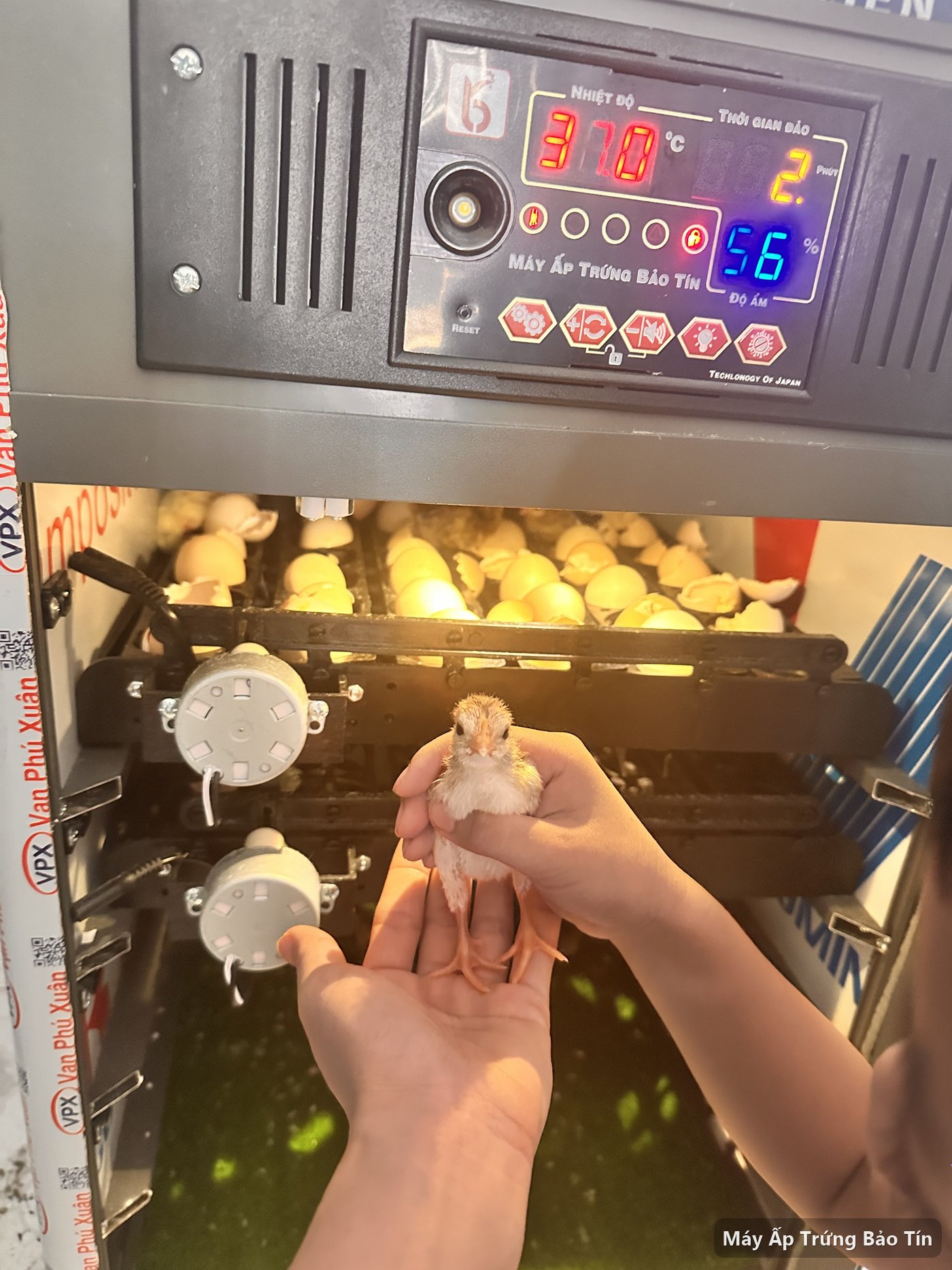 Khách nâng chú gà con vừa nở trên tay trước bảng điều khiển máy ấp Bảo Tín PLUS-264 báo 37°C