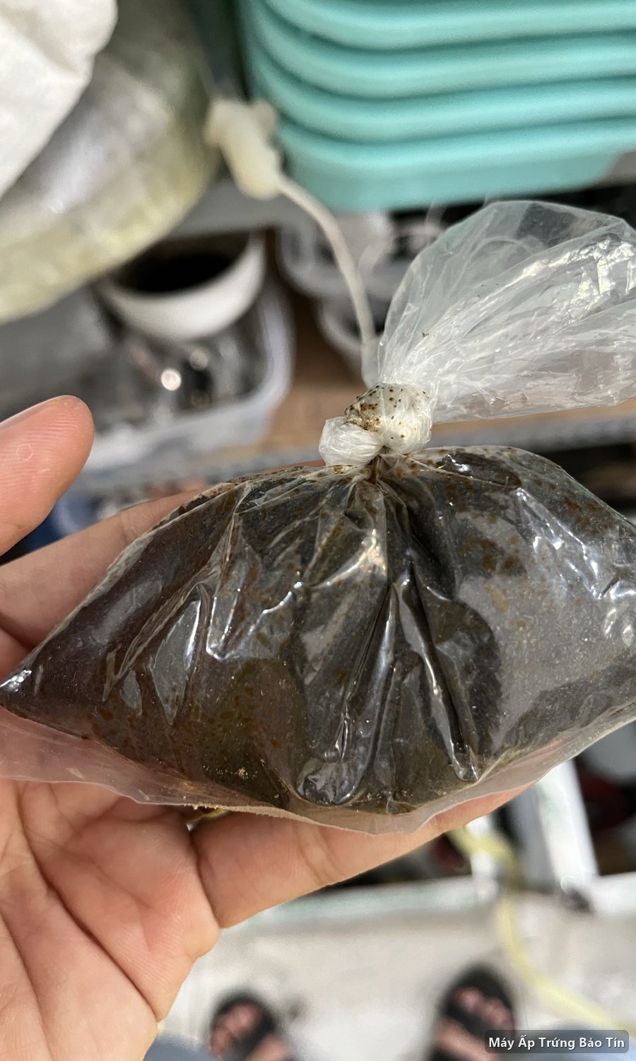 Dung dịch thuốc tím KMnO4 dùng kết hợp formol để xông sát khuẩn buồng ấp
