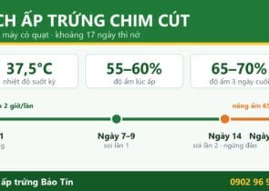 Lịch ấp trứng chim cút 17 ngày bằng máy: 37,5°C, độ ẩm lúc ấp 55–60%, ngày 14 soi trứng, ngừng đảo và nâng ẩm 65–70%