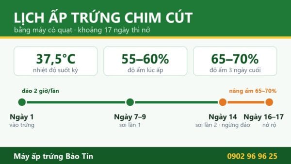 Kỹ thuật ấp trứng chim cút bằng máy: nhiệt độ, độ ẩm, lịch 17 ngày