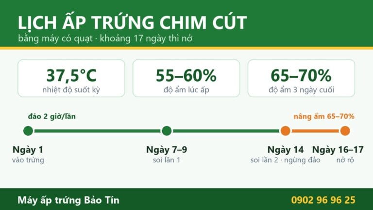 Lịch ấp trứng chim cút 17 ngày bằng máy: 37,5°C, độ ẩm lúc ấp 55–60%, ngày 14 soi trứng, ngừng đảo và nâng ẩm 65–70%