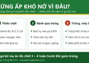 Trứng ấp khó nở vì đâu: gà bố mẹ thiếu chất, bệnh truyền qua trứng, trứng và máy ấp bẩn
