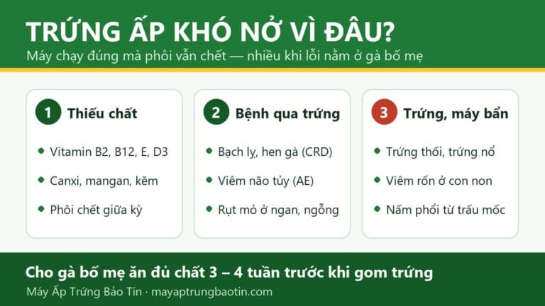 Trứng ấp khó nở do gà bố mẹ: thiếu chất, bệnh và cách phòng