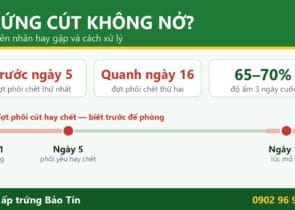 Trứng cút ấp không nở: phôi cút hay chết vào 2 đợt, trước ngày 5 và quanh ngày 16; độ ẩm 3 ngày cuối 65–70%