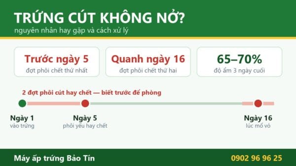 Trứng cút ấp không nở, nở kém: nguyên nhân và cách xử lý