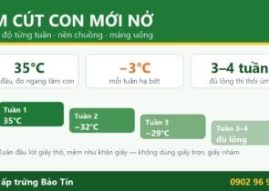 Úm cút con mới nở: tuần đầu 35°C đo ngang tầm con, mỗi tuần hạ khoảng 3°C, đủ lông lúc 3–4 tuần; lót giấy thô