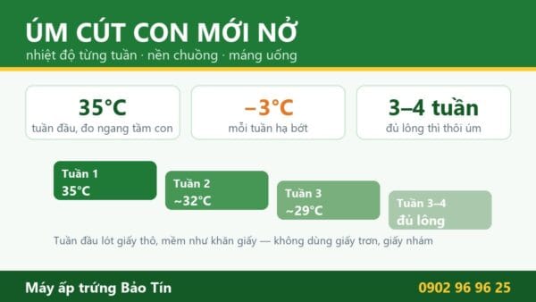 Cách úm cút con mới nở: nhiệt độ từng tuần, chống choãi chân