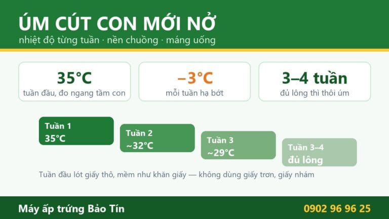 Úm cút con mới nở: tuần đầu 35°C đo ngang tầm con, mỗi tuần hạ khoảng 3°C, đủ lông lúc 3–4 tuần; lót giấy thô